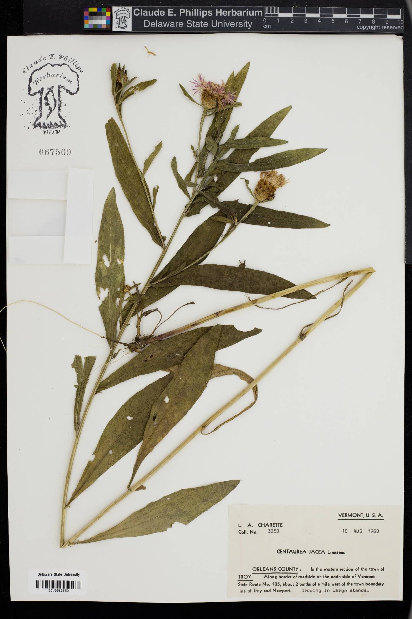 Centaurea jacea image