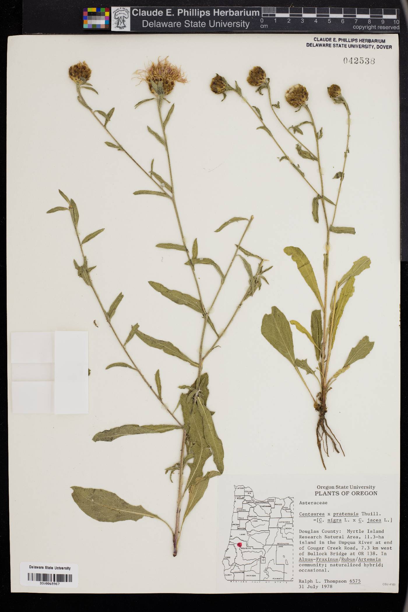 Centaurea pratensis image