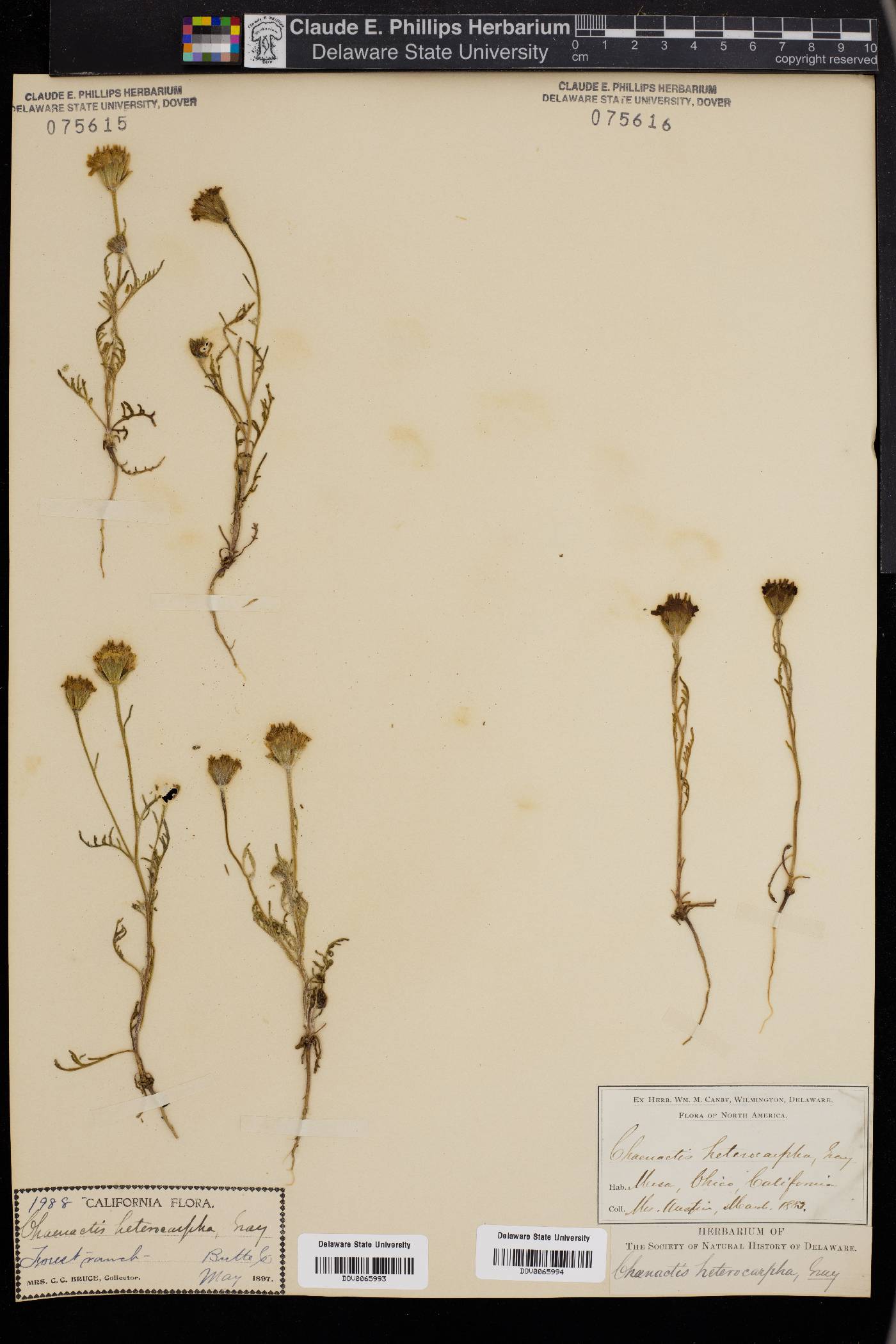 Chaenactis heterocarpha image