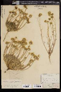 Chaenactis lanosa image