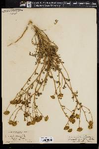 Chaenactis tenuifolia image