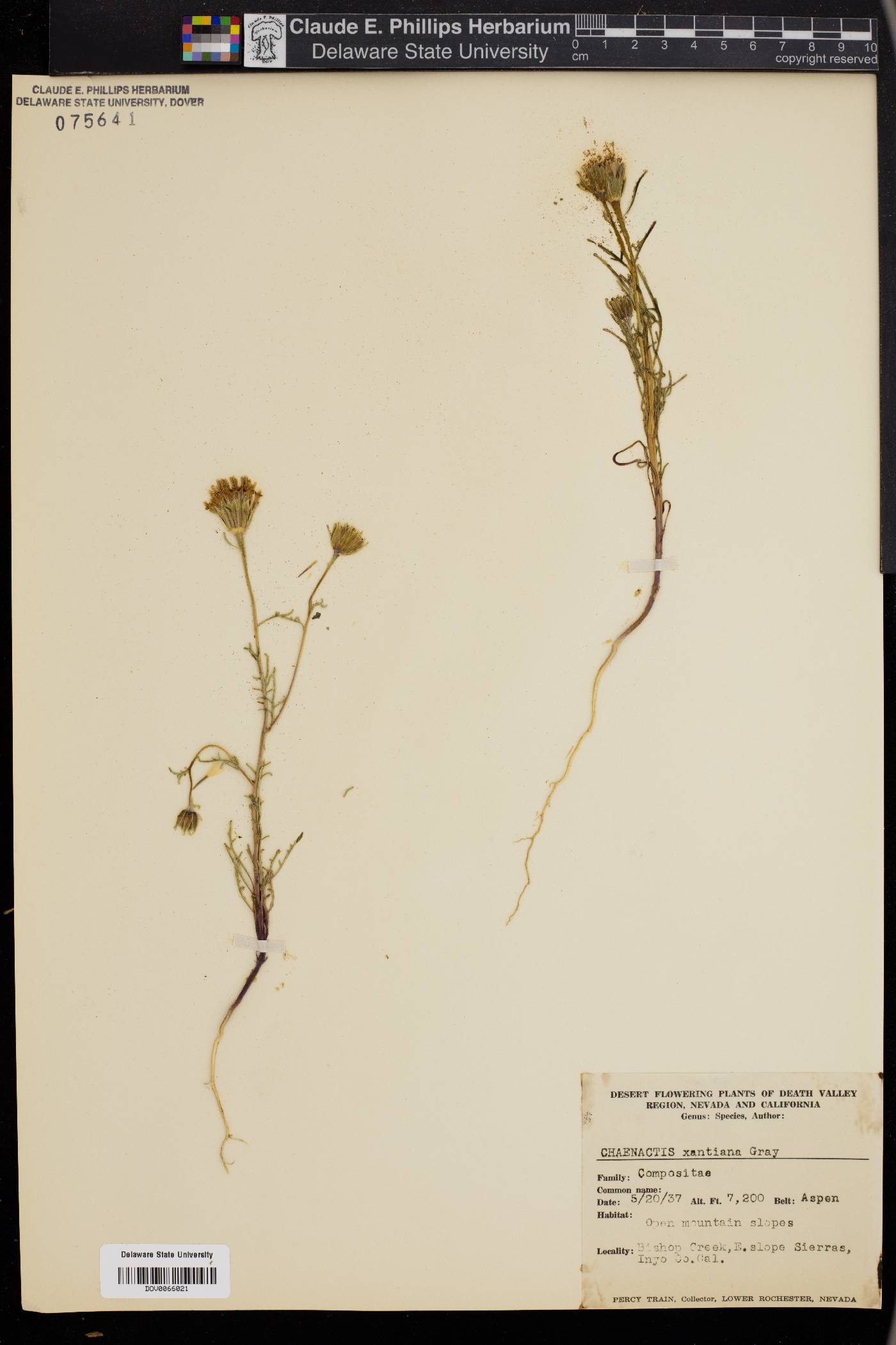 Chaenactis xantiana image