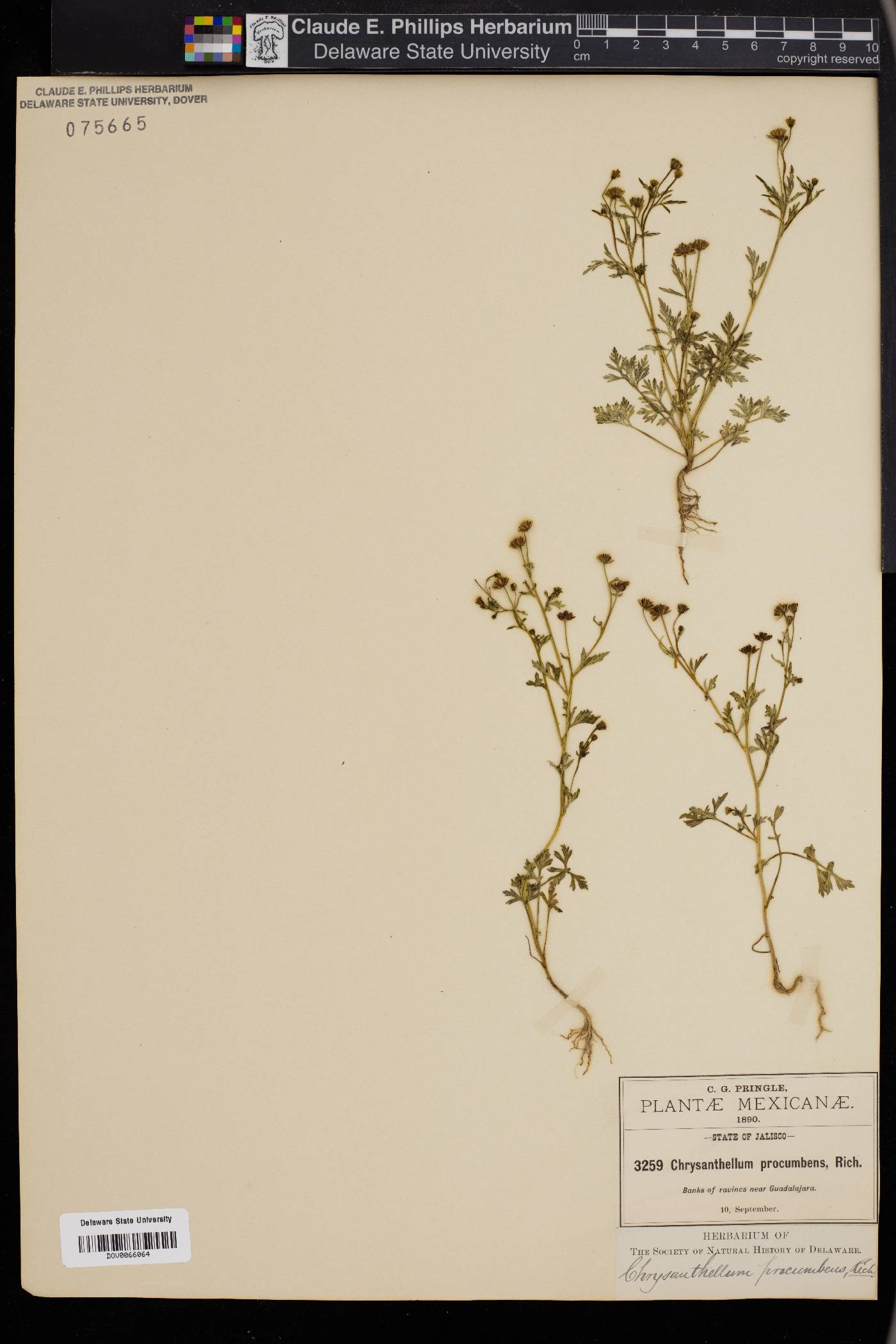 Chrysanthellum americanum image