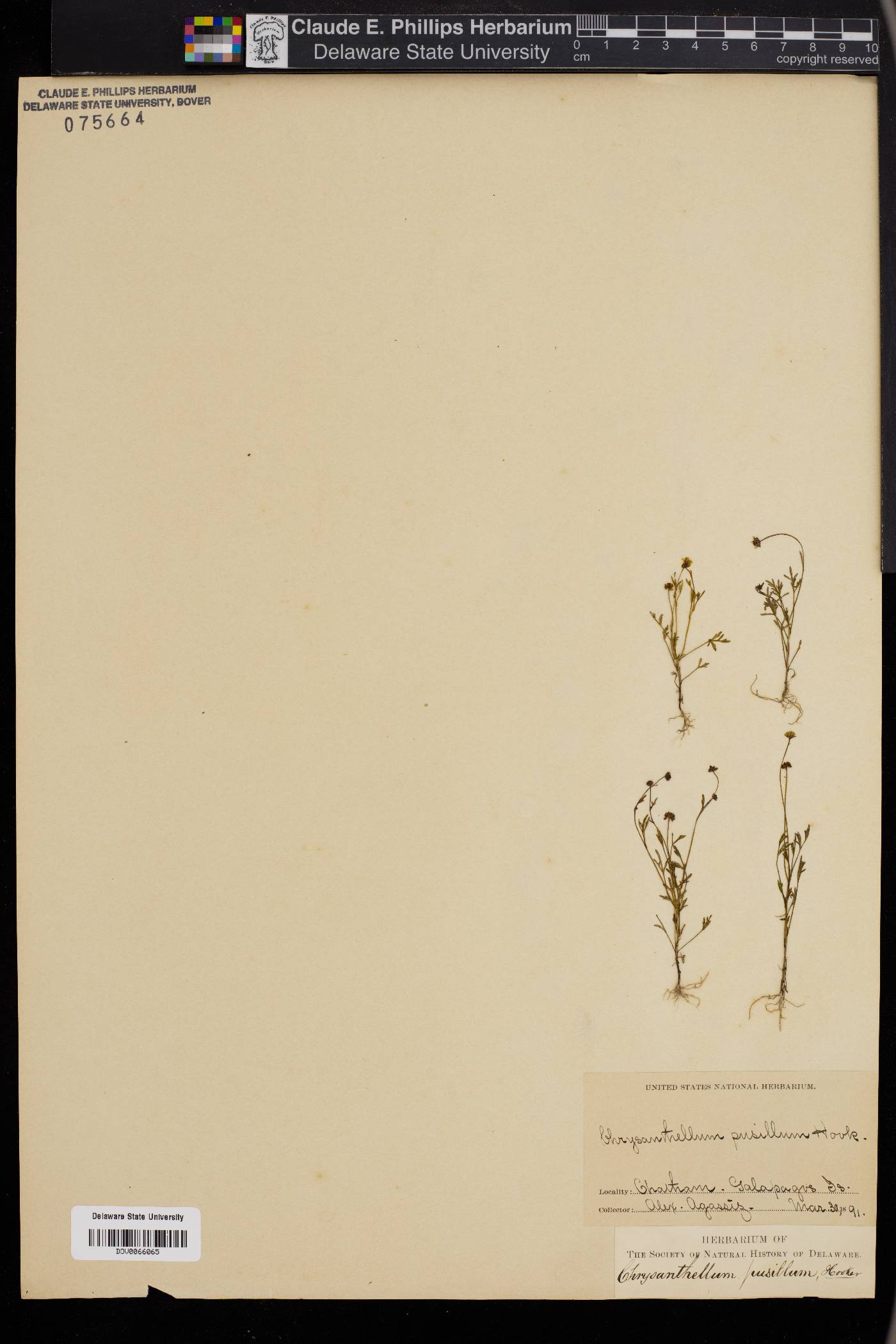 Chrysanthellum image