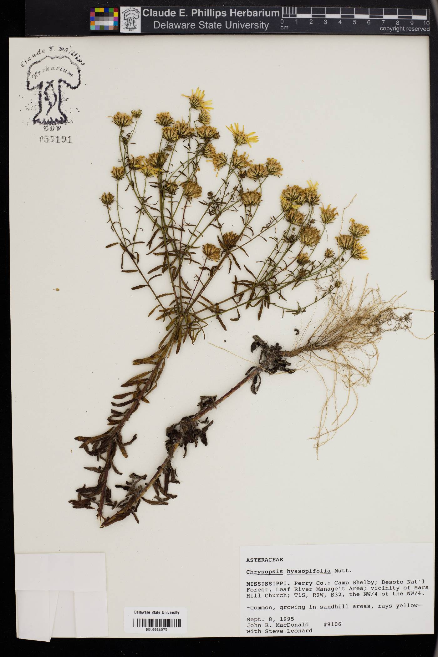 Chrysopsis hyssopifolia image