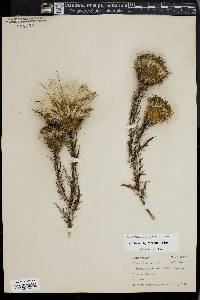 Cirsium discolor image