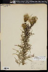 Cirsium discolor image