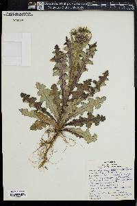 Cirsium terrae-nigrae image
