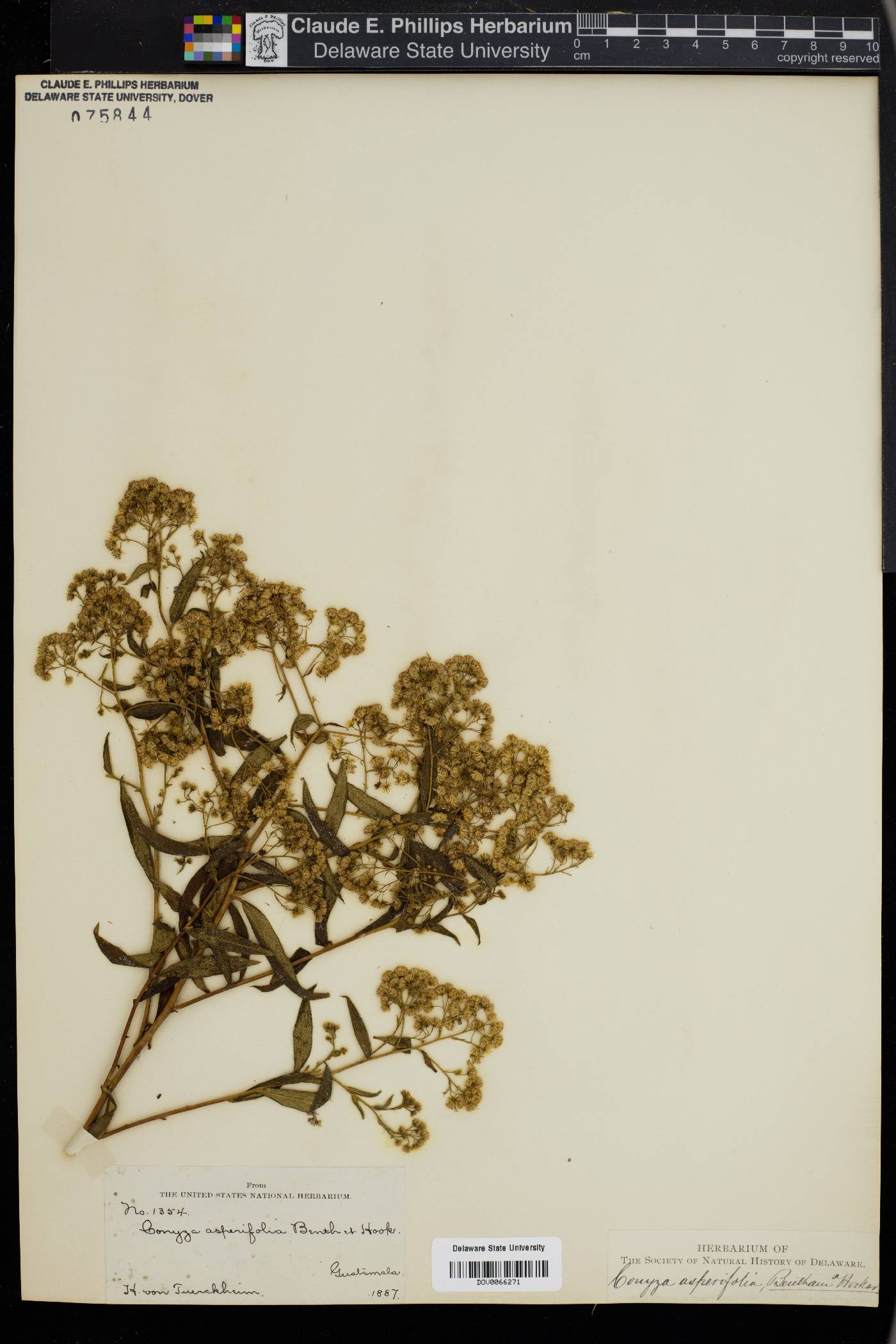 Conyza asperifolia image