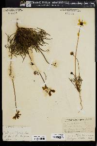 Coreopsis bigelovii image