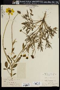 Bidens pilosa image