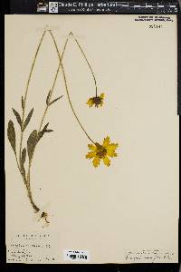 Coreopsis lanceolata image