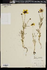 Coreopsis basalis image