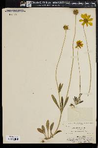 Coreopsis lanceolata image