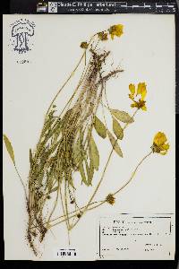 Coreopsis lanceolata image