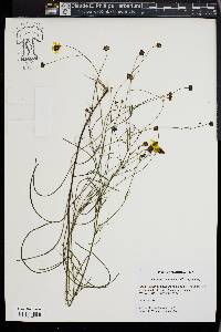 Coreopsis leavenworthii image