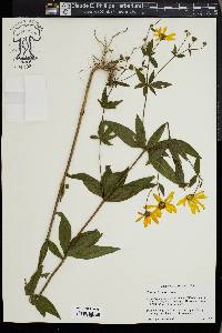 Coreopsis major image