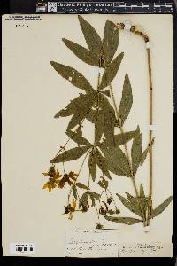 Coreopsis major image