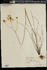 Coreopsis nudata image