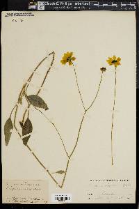 Coreopsis gladiata image