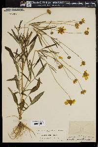 Coreopsis grandiflora image