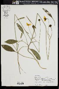 Coreopsis gladiata image