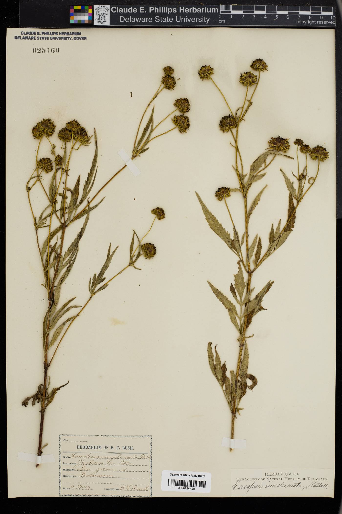 Coreopsis involucrata image