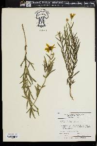 Coreopsis palmata image