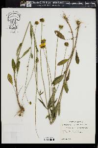 Coreopsis pubescens image