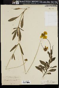 Coreopsis pubescens image