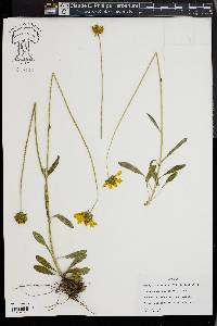 Coreopsis pubescens image