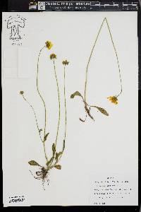 Coreopsis pubescens image