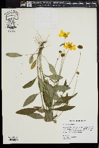 Coreopsis pubescens image