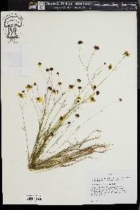 Coreopsis tinctoria image