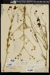 Coreopsis tinctoria image