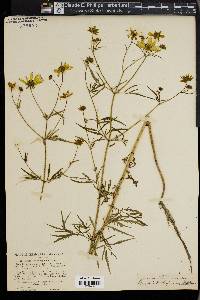 Coreopsis trichosperma image