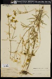 Coreopsis trichosperma image