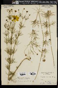 Coreopsis verticillata image