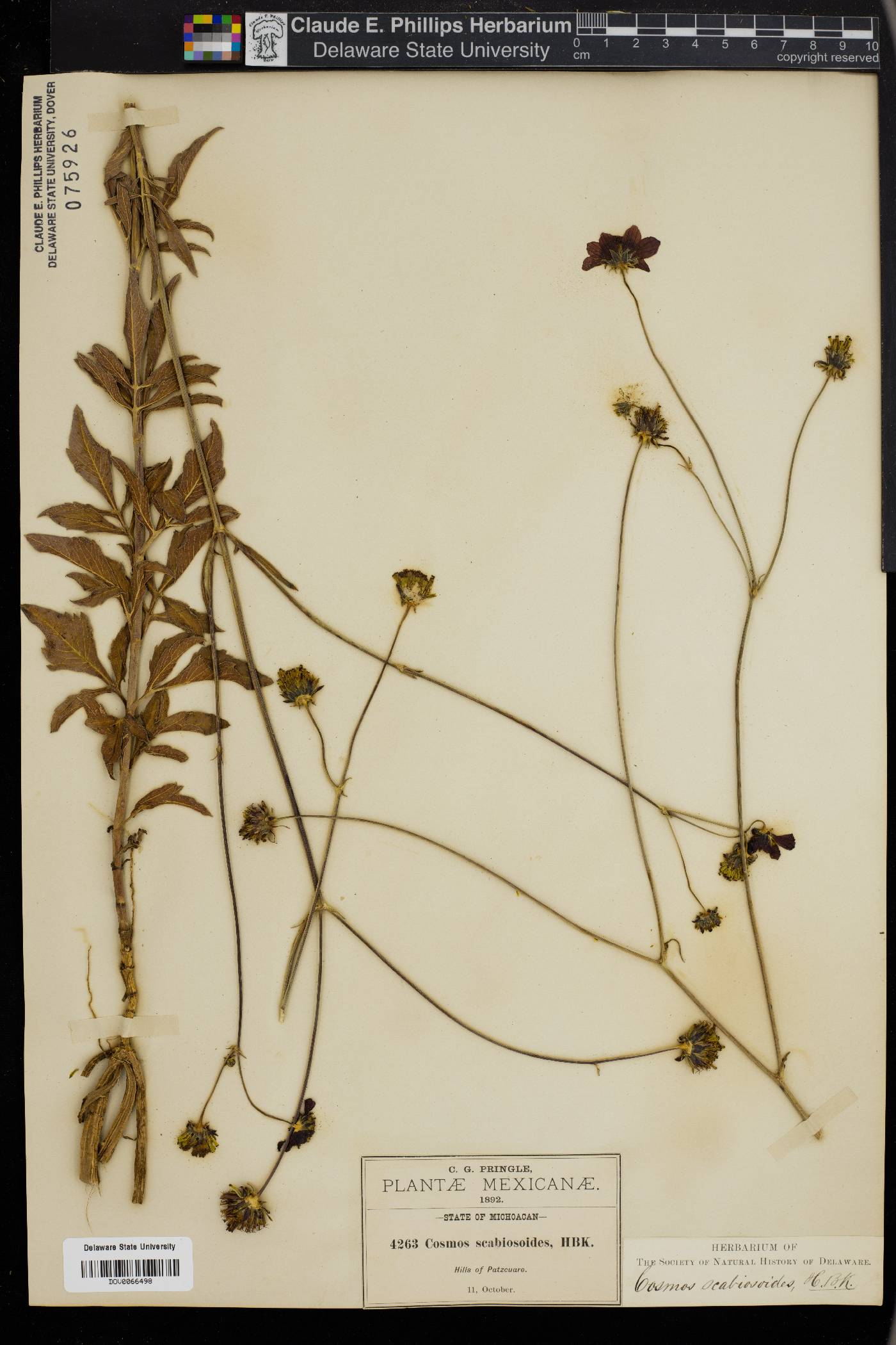 Cosmos scabiosoides image