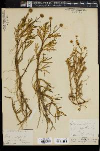 Cotula coronopifolia image