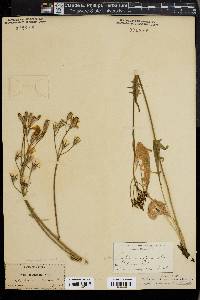 Crepis acuminata image