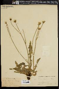 Crepis andersonii image