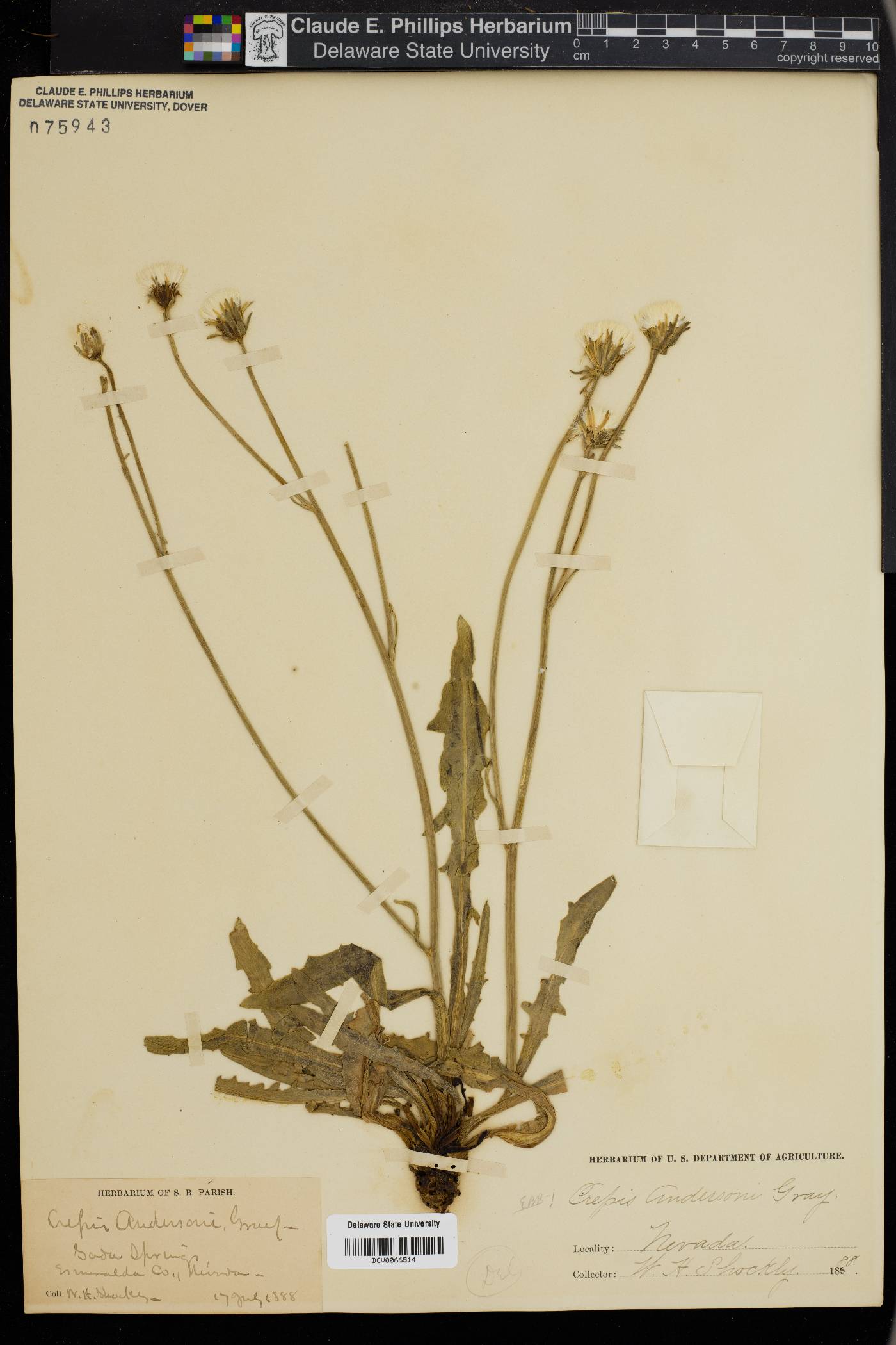 Crepis andersonii image