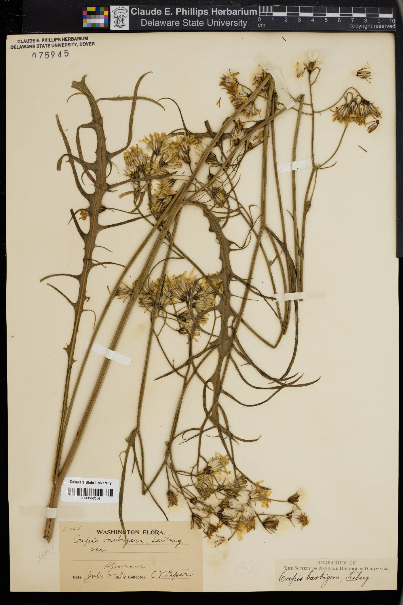 Crepis barbigera image