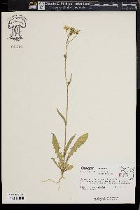 Crepis capillaris image