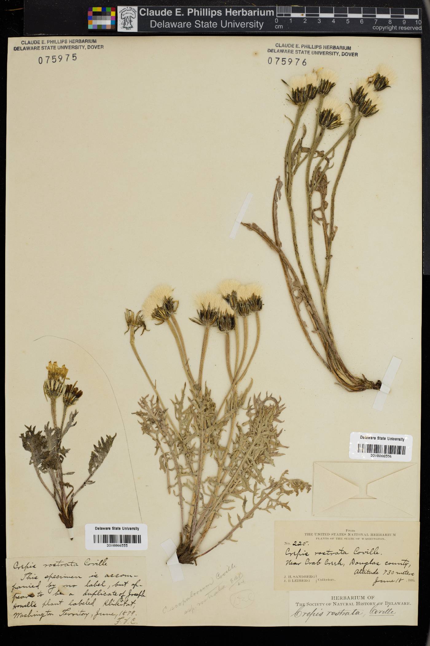 Crepis modocensis subsp. rostrata image