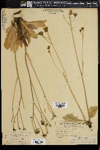 Crepis runcinata image