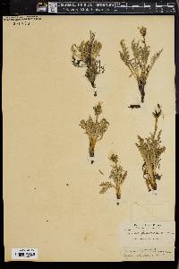 Crepis scopulorum image