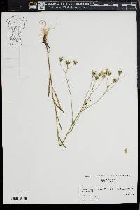 Crepis tectorum image