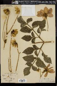 Dahlia variabilis image